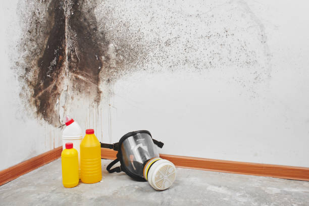 Best Bathroom Mold Remediation in Mena, AR