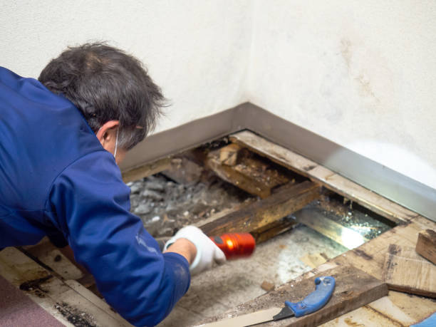 Best Health and Safety Mold Remediation in Mena, AR