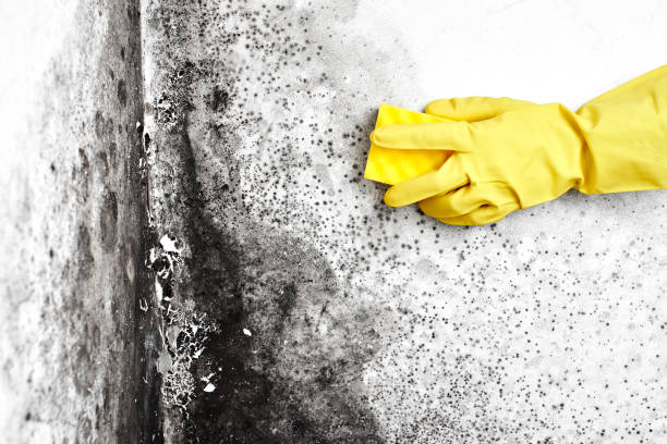 Trusted Mena, AR Mold Remediation Experts