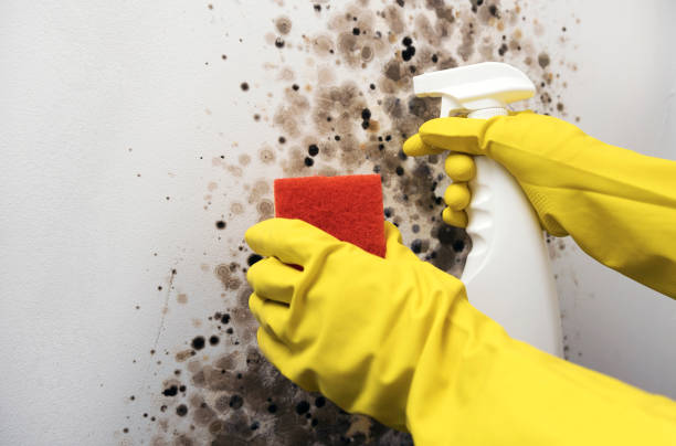 Best Kitchen Mold Remediation in Mena, AR