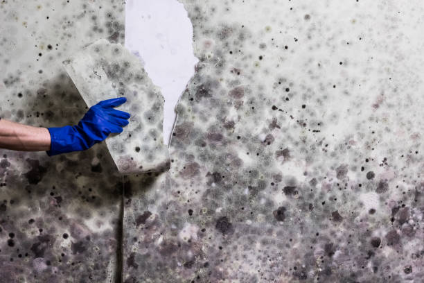 Best Attic Mold Remediation in Mena, AR